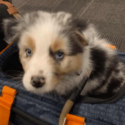 Image of my puppy OB in his carrier while at the airport